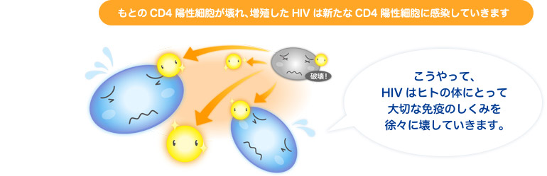 Hiv感染症 エイズの解説 症状や感染経路 検査や治療について Std研究所